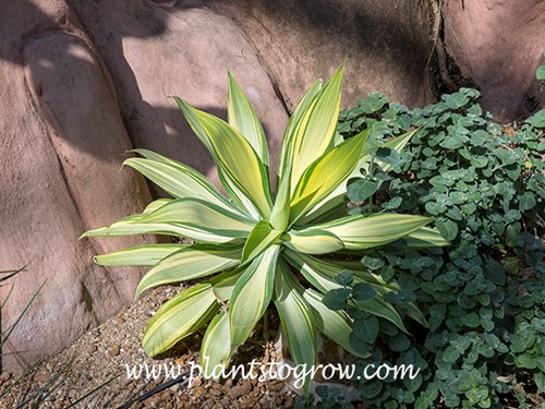 Variegated Fox Tail Agave (Agave atteunuata Varigata)
A very nice spineless Agave.